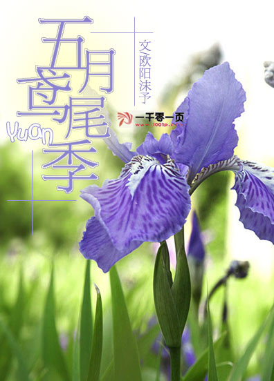 五月鸢尾季